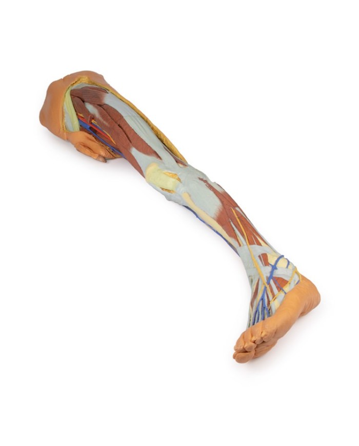 Dissezione superficiale dell'arto inferiore con bacino sinistro maschile - Erler Zimmer 3D anatomy Series