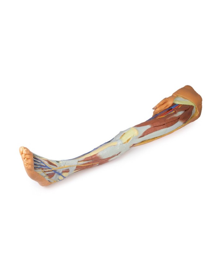 Dissezione superficiale dell'arto inferiore con bacino sinistro maschile - Erler Zimmer 3D anatomy Series