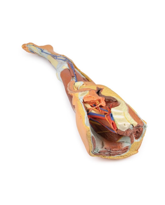 Dissezione superficiale dell'arto inferiore con bacino sinistro maschile - Erler Zimmer 3D anatomy Series