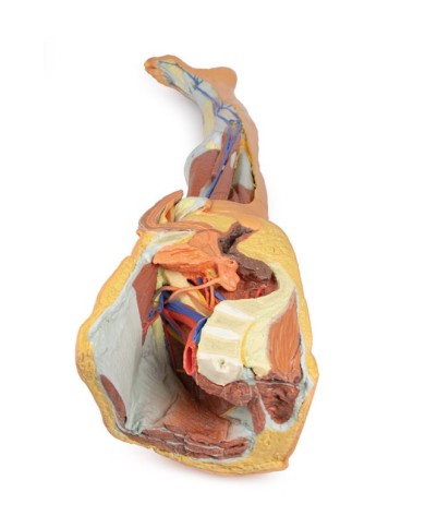 Dissezione superficiale dell'arto inferiore con bacino sinistro maschile - Erler Zimmer 3D anatomy Series