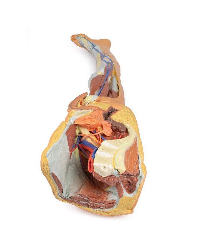 Dissezione superficiale dell'arto inferiore con bacino sinistro maschile - Erler Zimmer 3D anatomy Series