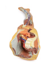Dissezione superficiale dell'arto inferiore con bacino sinistro maschile - Erler Zimmer 3D anatomy Series