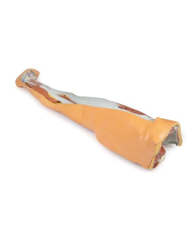 Dissezione superficiale dell'arto inferiore con bacino sinistro maschile - Erler Zimmer 3D anatomy Series