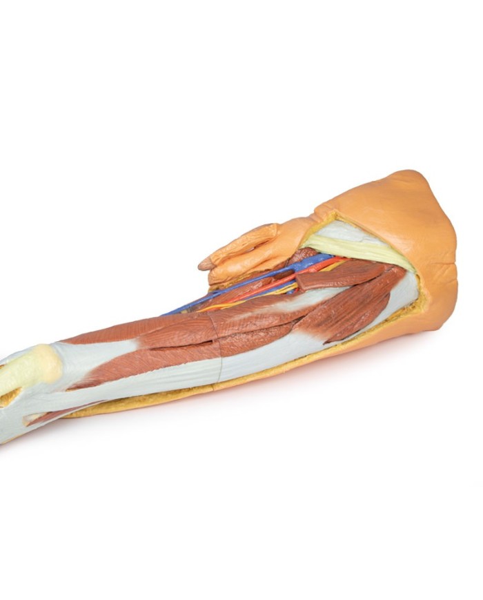 Dissezione superficiale dell'arto inferiore con bacino sinistro maschile - Erler Zimmer 3D anatomy Series