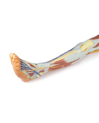 Dissezione superficiale dell'arto inferiore con bacino sinistro maschile - Erler Zimmer 3D anatomy Series