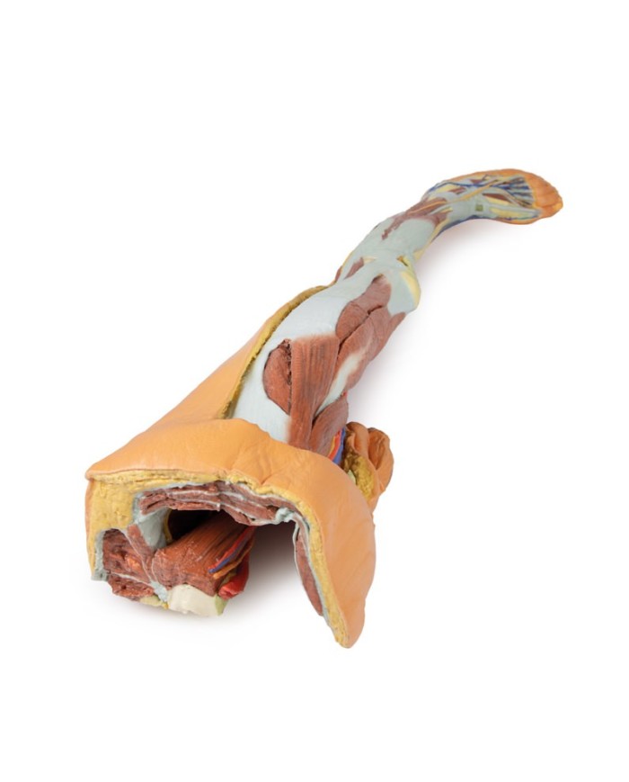 Dissezione superficiale dell'arto inferiore con bacino sinistro maschile - Erler Zimmer 3D anatomy Series