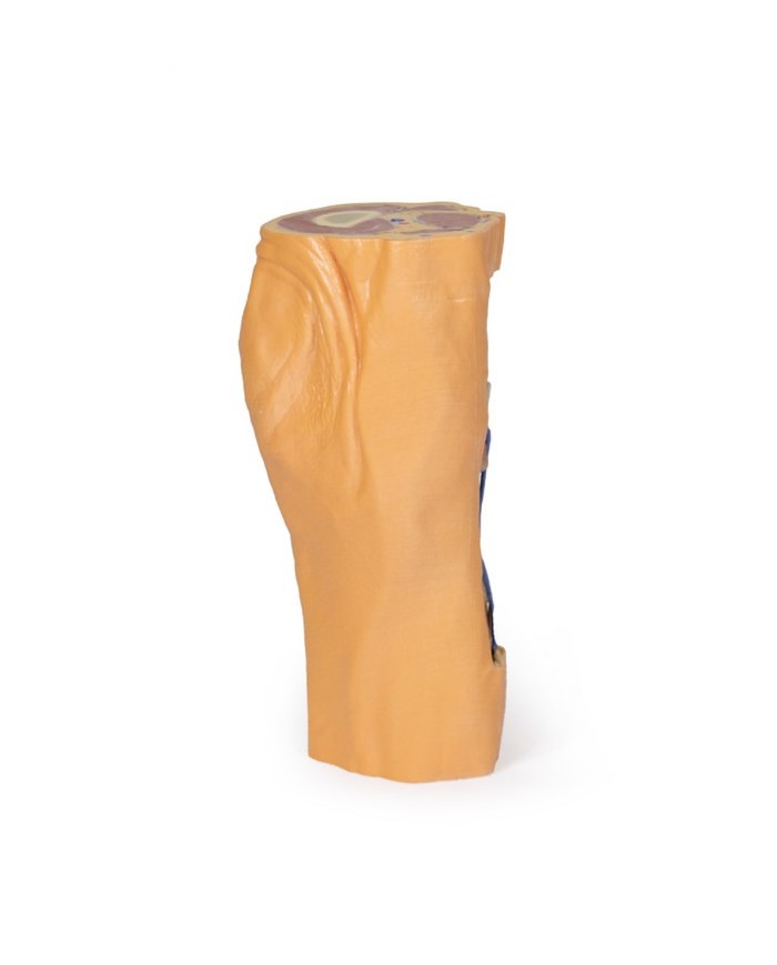 Fossa Poplitea con distale della coscia e gambra prossimale - Erler Zimmer 3D anatomy Series