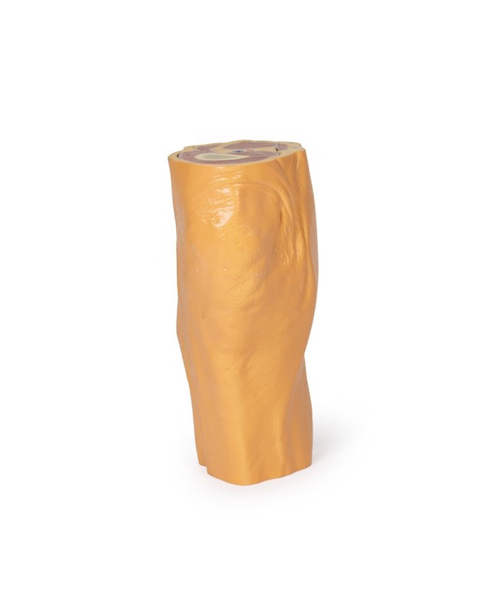 Fossa Poplitea con distale della coscia e gambra prossimale - Erler Zimmer 3D anatomy Series