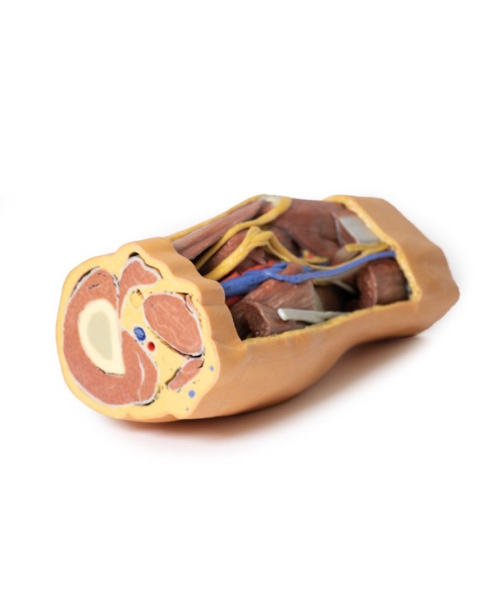 Fossa Poplitea con distale della coscia e gambra prossimale - Erler Zimmer 3D anatomy Series