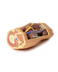 Fossa Poplitea con distale della coscia e gambra prossimale - Erler Zimmer 3D anatomy Series