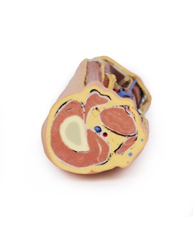 Fossa Poplitea con distale della coscia e gambra prossimale - Erler Zimmer 3D anatomy Series