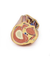 Fossa Poplitea con distale della coscia e gambra prossimale - Erler Zimmer 3D anatomy Series