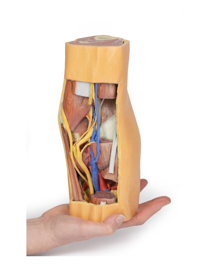 Fossa Poplitea con distale della coscia e gambra prossimale - Erler Zimmer 3D anatomy Series