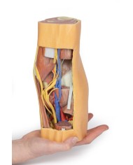 Fossa Poplitea con distale della coscia e gambra prossimale - Erler Zimmer 3D anatomy Series