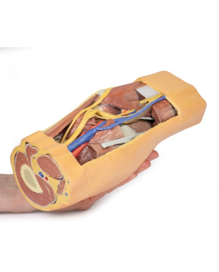 Fossa Poplitea con distale della coscia e gambra prossimale - Erler Zimmer 3D anatomy Series