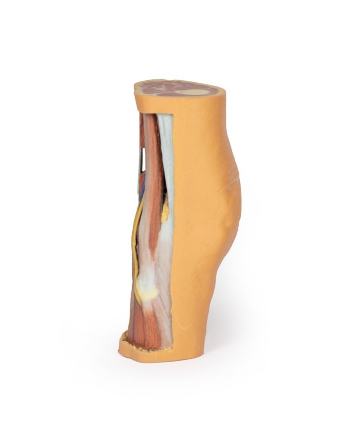 Dissezione profonda della Fossa Poplitea - Erler Zimmer 3D anatomy Series