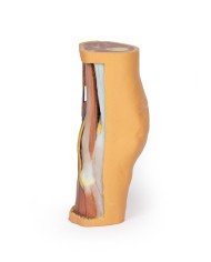 Dissezione profonda della Fossa Poplitea - Erler Zimmer 3D anatomy Series