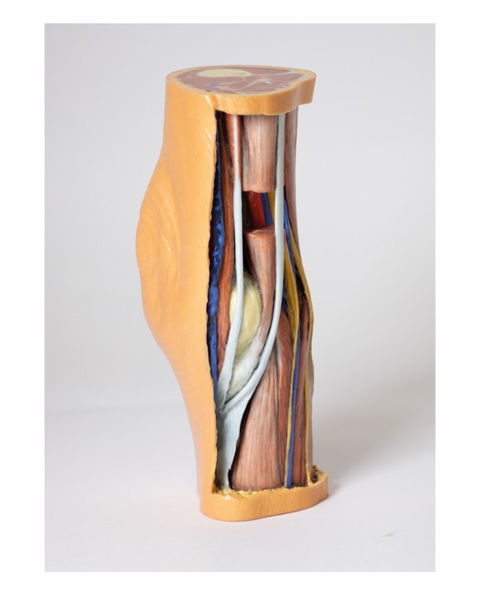 Dissezione profonda della Fossa Poplitea - Erler Zimmer 3D anatomy Series