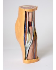 Dissezione profonda della Fossa Poplitea - Erler Zimmer 3D anatomy Series