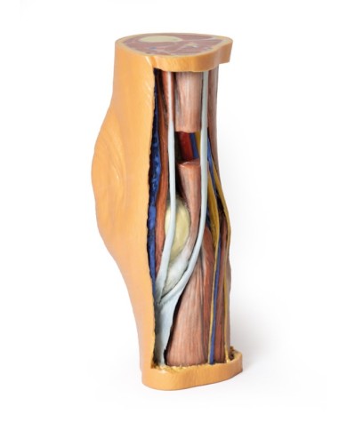 Dissezione profonda della Fossa Poplitea - Erler Zimmer 3D anatomy Series