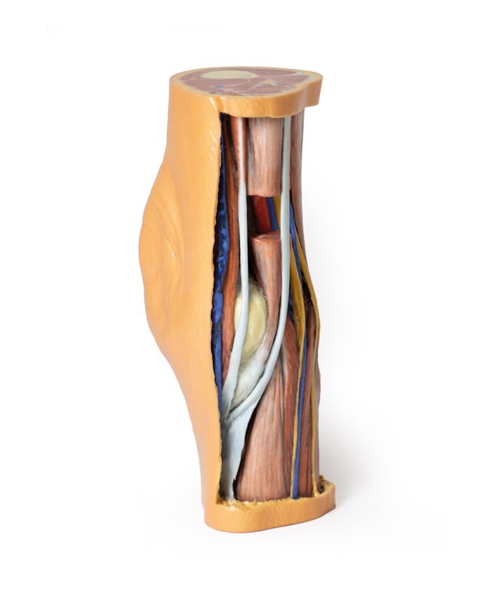 Dissezione profonda della Fossa Poplitea - Erler Zimmer 3D anatomy Series