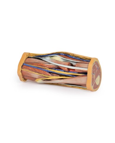 Dissezione profonda della Fossa Poplitea - Erler Zimmer 3D anatomy Series