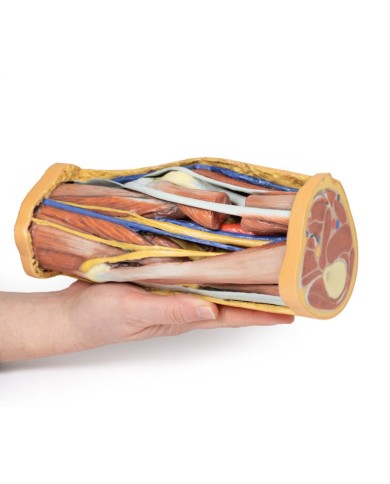 Dissezione profonda della Fossa Poplitea - Erler Zimmer 3D anatomy Series