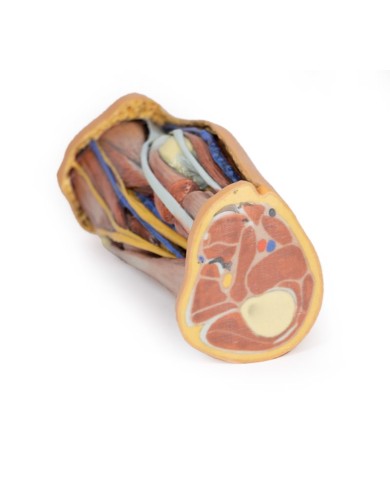 Dissezione profonda della Fossa Poplitea - Erler Zimmer 3D anatomy Series