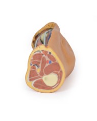 Dissezione profonda della Fossa Poplitea - Erler Zimmer 3D anatomy Series