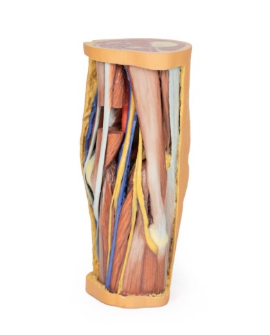 Dissezione profonda della Fossa Poplitea - Erler Zimmer 3D anatomy Series