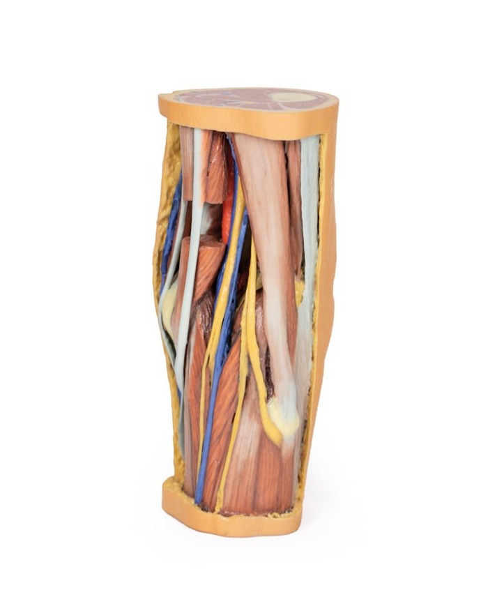 Dissezione profonda della Fossa Poplitea - Erler Zimmer 3D anatomy Series