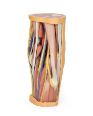 Dissezione profonda della Fossa Poplitea - Erler Zimmer 3D anatomy Series