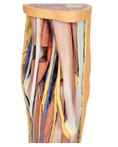 Dissezione profonda della Fossa Poplitea - Erler Zimmer 3D anatomy Series