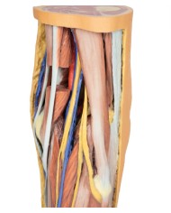 Dissezione profonda della Fossa Poplitea - Erler Zimmer 3D anatomy Series