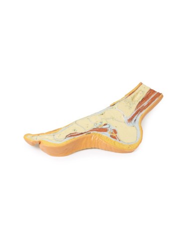 Dissezione del piede in sezione trasversale parasagittale - Erler Zimmer 3D anatomy Series Dissezione del piede in sezione trasversale parasagittale - Erler Zimmer 3D anatomy Series
