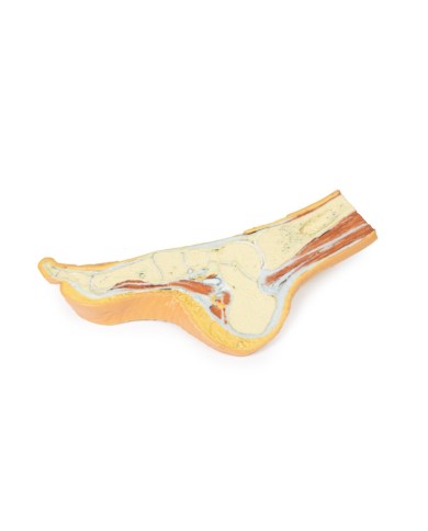 Dissezione del piede in sezione trasversale parasagittale - Erler Zimmer 3D anatomy Series Dissezione del piede in sezione trasversale parasagittale - Erler Zimmer 3D anatomy Series