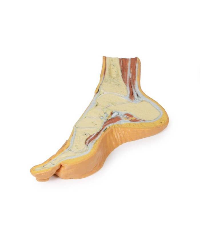 Dissezione del piede in sezione trasversale parasagittale - Erler Zimmer 3D anatomy Series