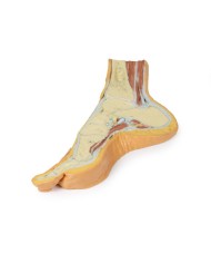 Dissezione del piede in sezione trasversale parasagittale - Erler Zimmer 3D anatomy Series