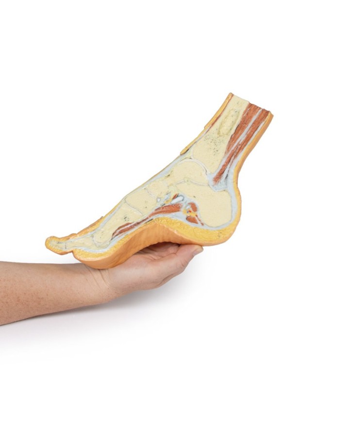 Dissezione del piede in sezione trasversale parasagittale - Erler Zimmer 3D anatomy Series