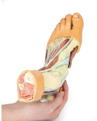 Strutture della superficie plantare del piede  - Erler Zimmer 3D anatomy Series Strutture della superficie plantare del piede  - Erler Zimmer 3D anatomy Series