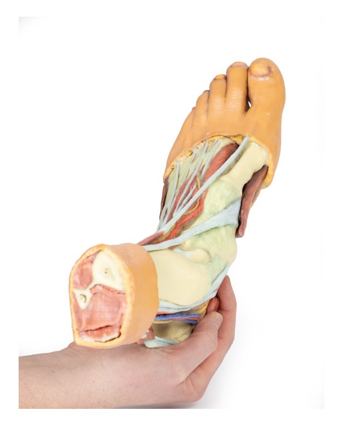 Strutture della superficie plantare del piede  - Erler Zimmer 3D anatomy Series