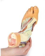 Strutture della superficie plantare del piede  - Erler Zimmer 3D anatomy Series