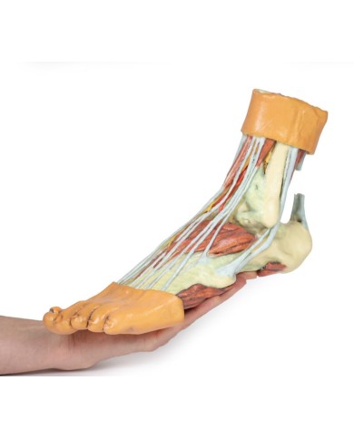 Strutture della superficie plantare del piede  - Erler Zimmer 3D anatomy Series Strutture della superficie plantare del piede  - Erler Zimmer 3D anatomy Series