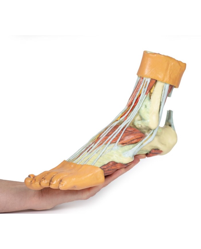 Strutture della superficie plantare del piede  - Erler Zimmer 3D anatomy Series