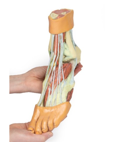 Strutture della superficie plantare del piede  - Erler Zimmer 3D anatomy Series Strutture della superficie plantare del piede  - Erler Zimmer 3D anatomy Series