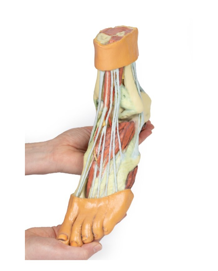 Strutture della superficie plantare del piede  - Erler Zimmer 3D anatomy Series