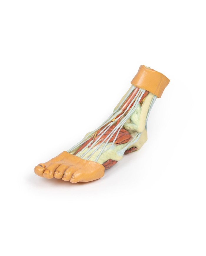 Strutture della superficie plantare del piede  - Erler Zimmer 3D anatomy Series