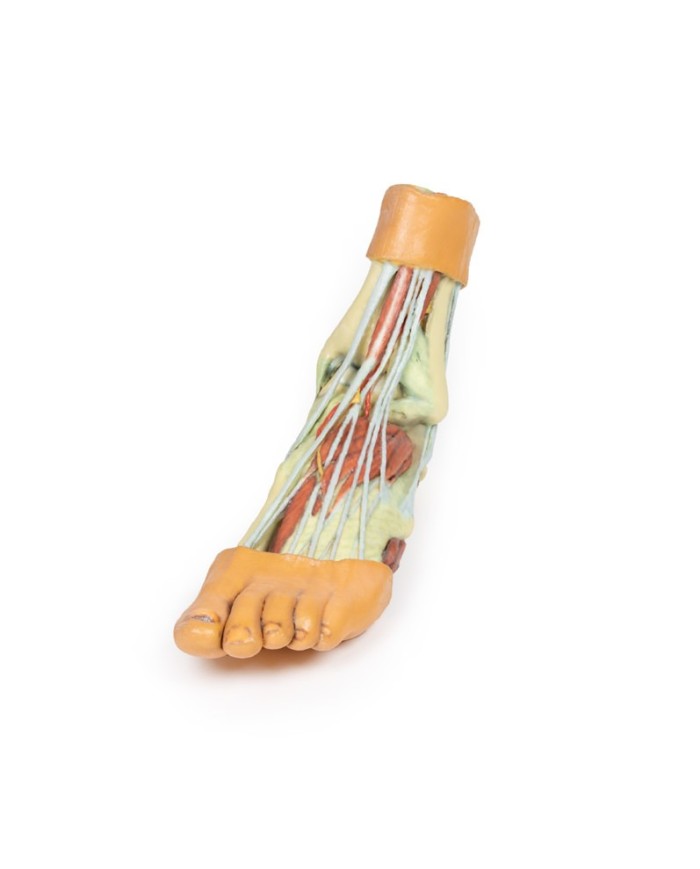 Strutture della superficie plantare del piede  - Erler Zimmer 3D anatomy Series