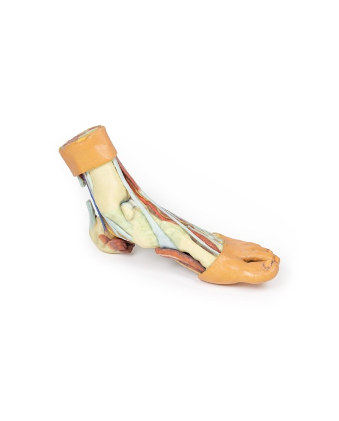 Strutture della superficie plantare del piede  - Erler Zimmer 3D anatomy Series