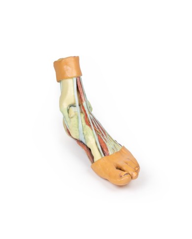 Strutture della superficie plantare del piede  - Erler Zimmer 3D anatomy Series Strutture della superficie plantare del piede  - Erler Zimmer 3D anatomy Series